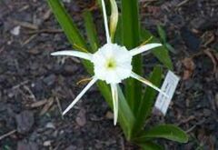 Shinners Spring Spider Lily, Texan Spider Lily