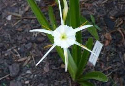 Shinners Spring Spider Lily, Texan Spider Lily