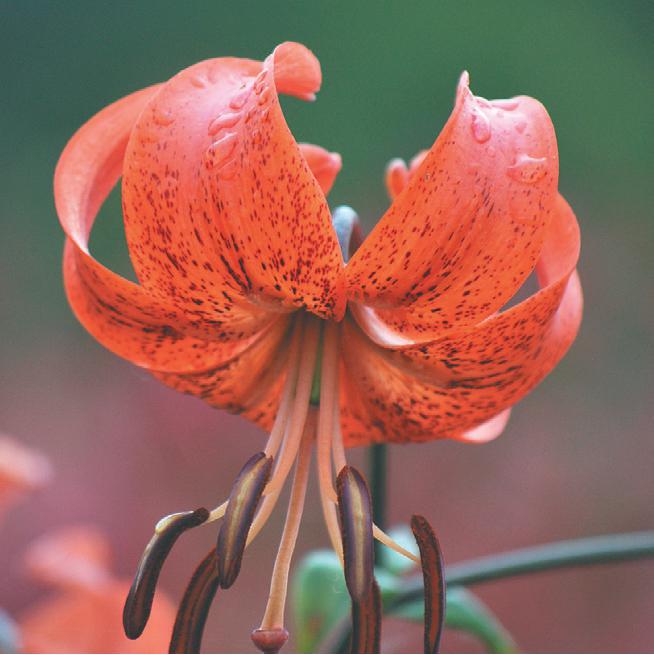 Asiatic Lily Karen North