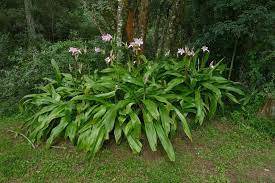 Crinum Species, Moores Crinum Lily, Natal Lily