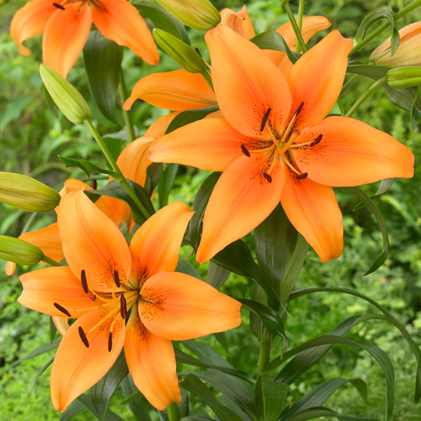 Freesia Sunset Boulevard