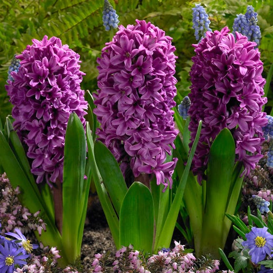 Hyacinthus, Dutch Hyacinth Miss Saigon
