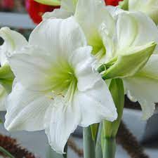 Amaryllis Matterhorn
