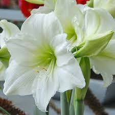 Amaryllis 'Matterhorn'
