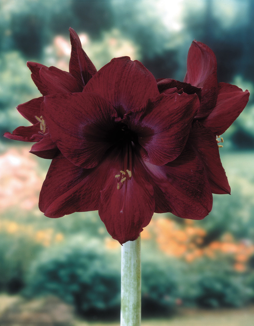 Hippeastrum, Amaryllis Black Pearl