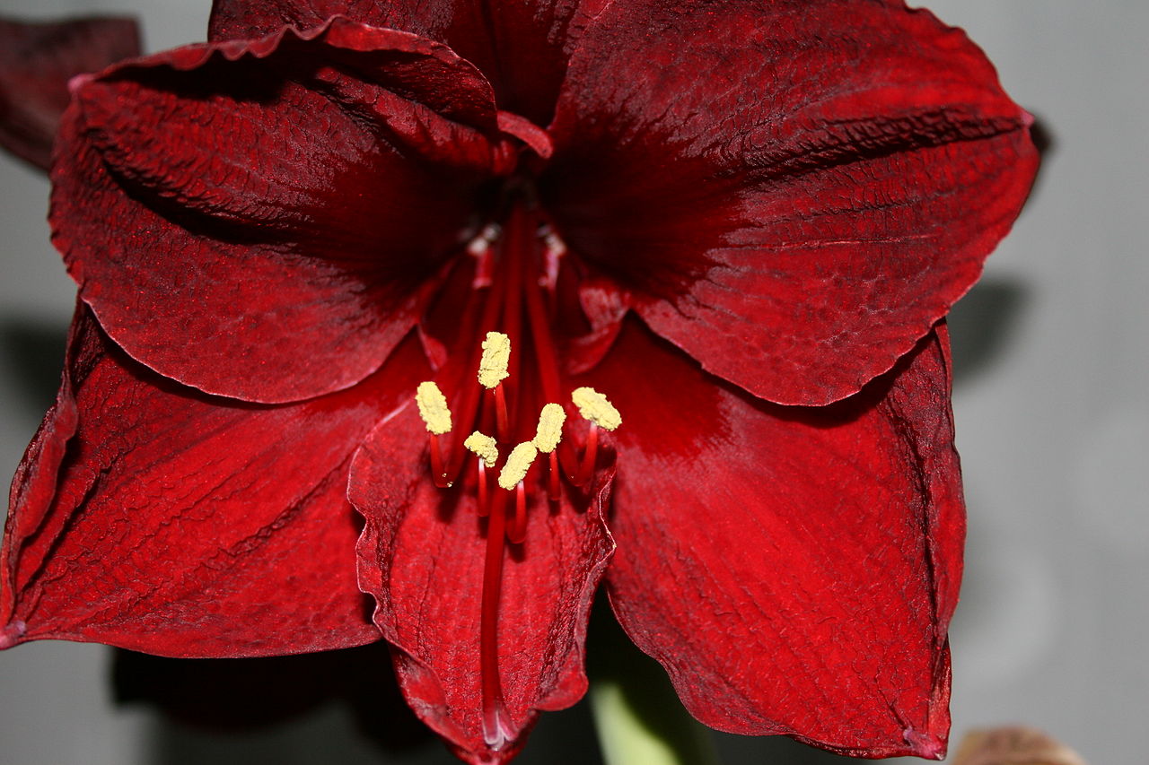 Hippeastrum, Amaryllis Benfica