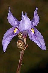 Moraea Species, African Iris, Karoo Tulp