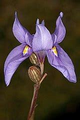 Moraea Species, African Iris, Karoo Tulp