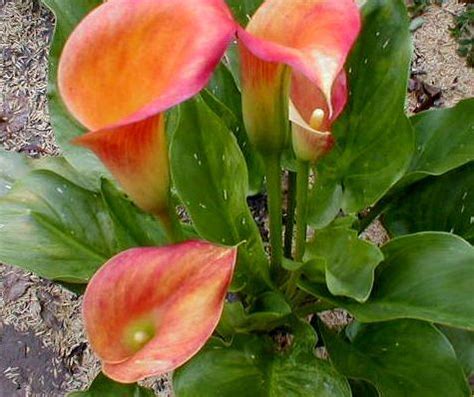 Zantedeschia, Calla Lily Neroli