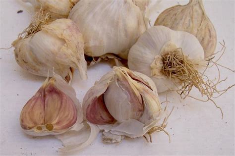 Allium, Garlic Bogatyr