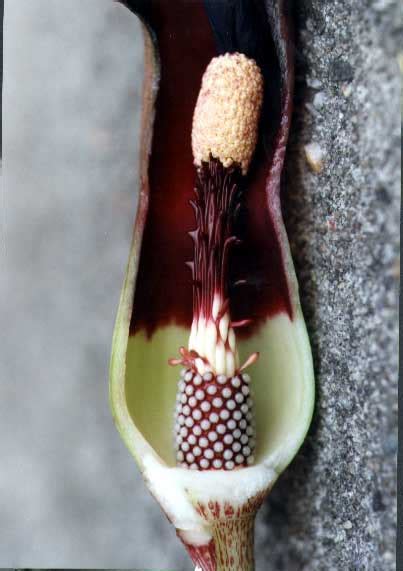 Typhonium giganteum