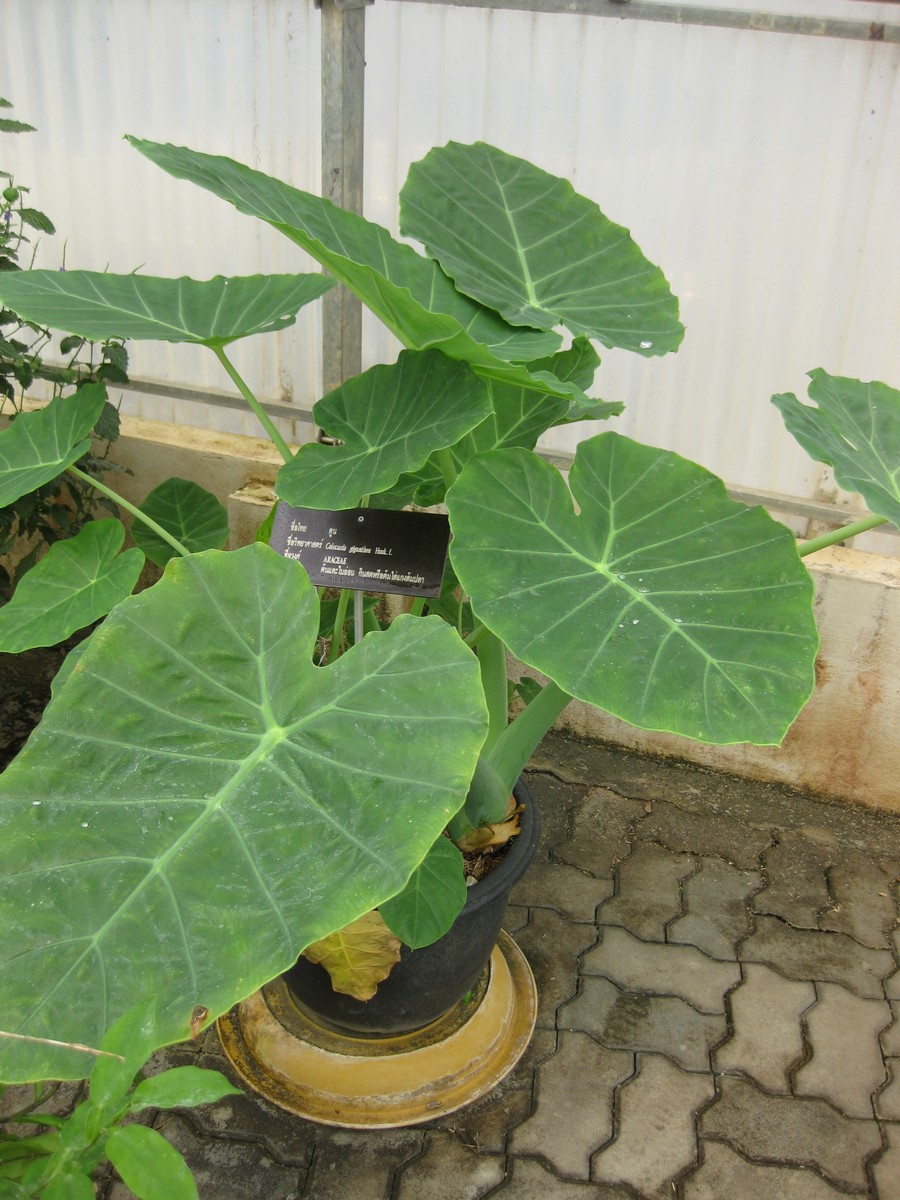 Colocasia, Elephant Ear, Taro Bac Ha