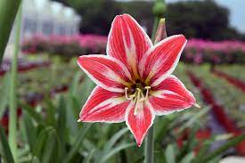 Amaryllis Ackermanii