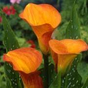 Zantedeschia, Calla Lily Treasure