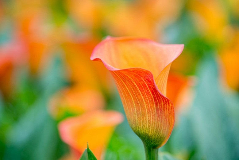 Zantedeschia, Calla Lily Sunrise