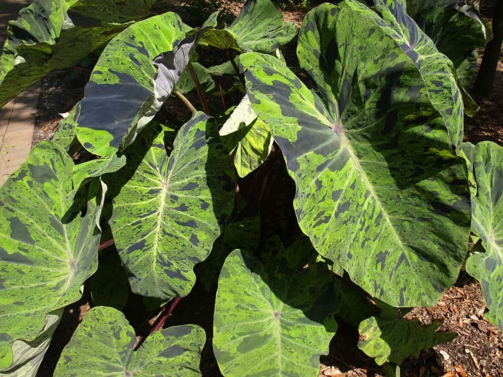Colocasia, Elephant Ear, Taro Ulaula Moano