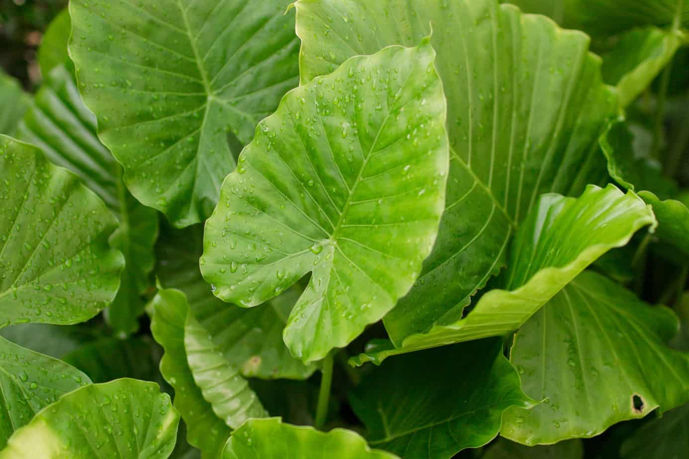 Colocasia, Elephant Ear, Taro Lehua Eleele