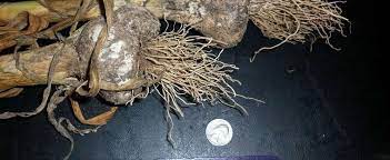 Allium, Soft Neck Garlic Broadleaf Czech