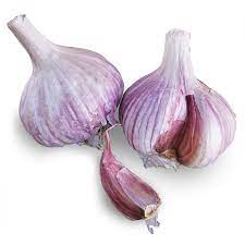 Allium, Hardneck Garlic, Rocambole, Serpent Garlic Chesnok Red