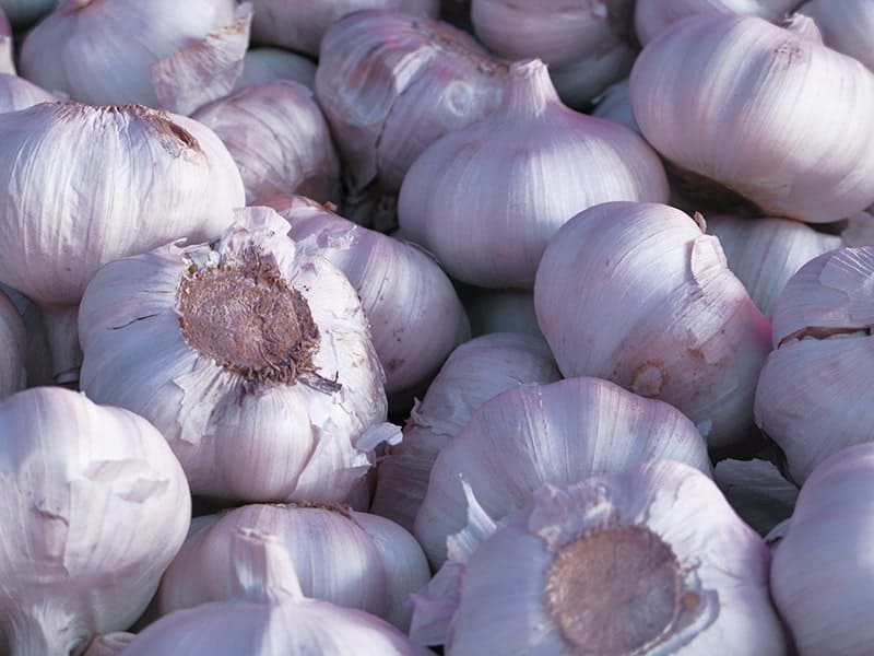 Allium, Hardneck Garlic, Rocambole, Serpent Garlic Siberian