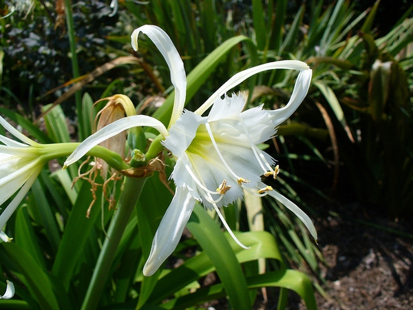 Peruvian Daffodil, Spider Flower Advance