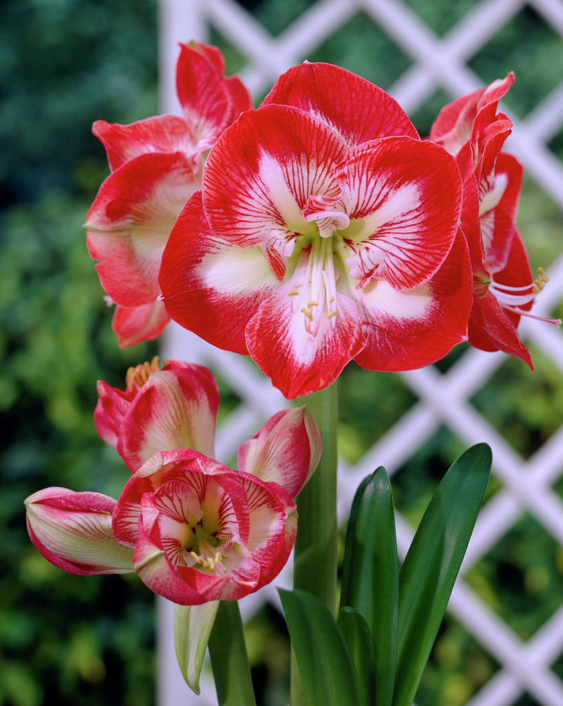 Amaryllis Mambo