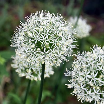 Allium, Ornamental Onion, Ornamental Allium Mont Blanc