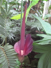 Amorphophallus Cultivar, Devil's Tongue, Konjac, Konnyaku Potato, Snake Plant 'Leo's Song'