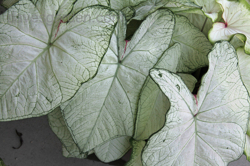 Caladium, Angel Wings, Fancy-Leafed Caladium, Heart of Jesus Moonlight