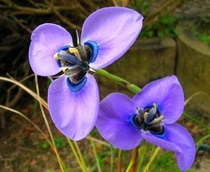 Moraea Species, Butterfly Plant, Great Flappie