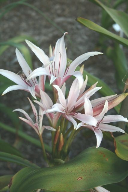 Crinum Lily Twelve Apostles
