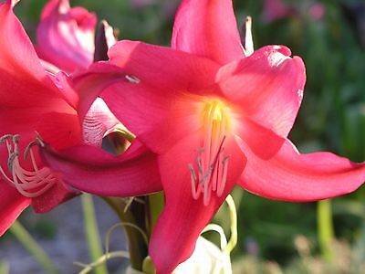 Crinum Lily Sunbonnet