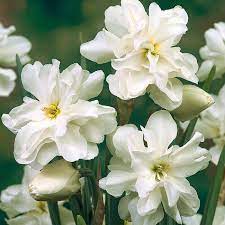 Double Poets Narcissus, Poeticus Daffodil Daphne