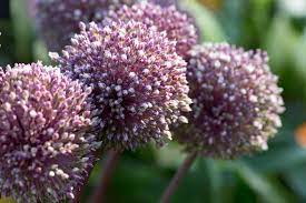 Allium, Ornamental Onion Summer Drummer