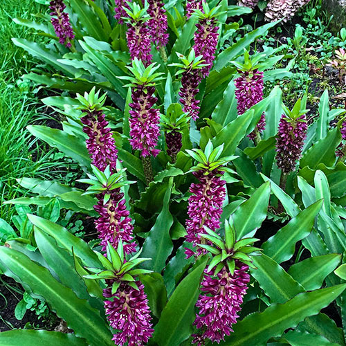 Eucomis, Pineapple Lily, Pineapple Flower Leia