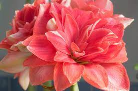 Hippeastrum, Amaryllis Double Dream