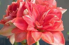Hippeastrum, Amaryllis 'Double Dream'