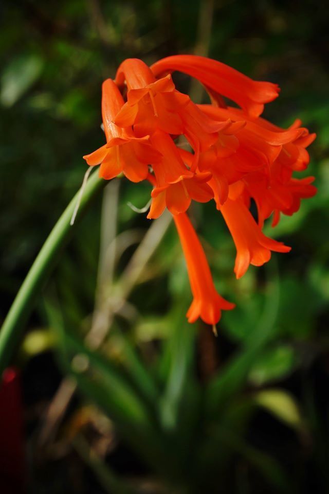 Cyrtanthus Species, Dobo Lily