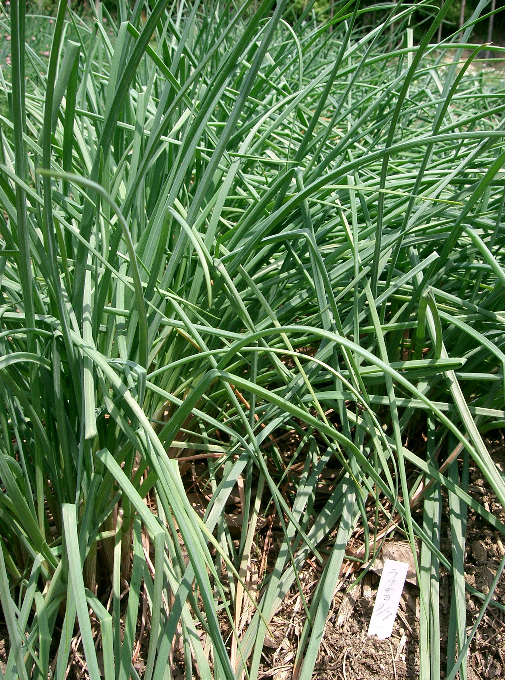 Allium Species, Chinese Onion, Oriental Onion, Rakkyo