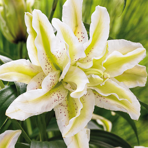 Double Flowered Oriental Lily Anika