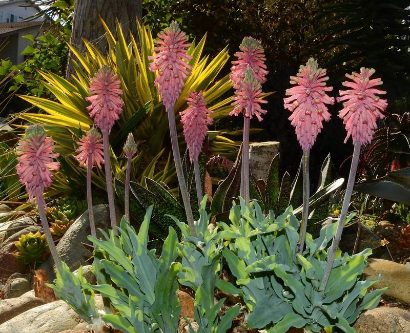 Veltheimia Species, Sand Lily, Sandlelie