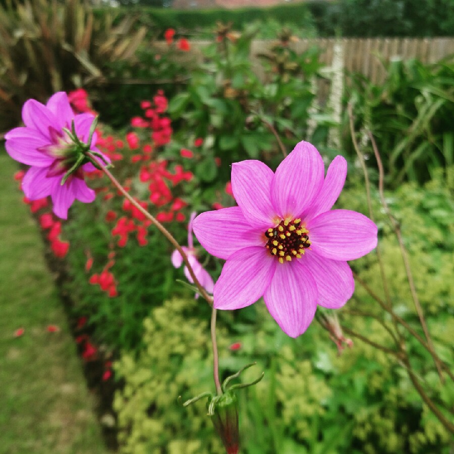 Species Dahlia