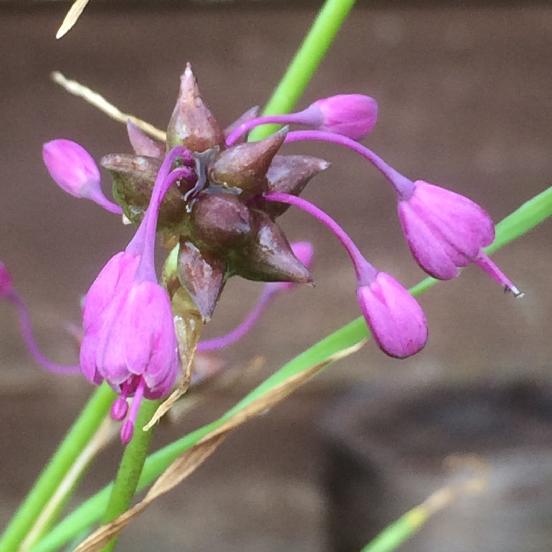 Allium Species, Keeled Garlic