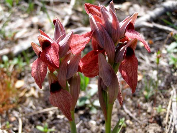 Species Orchid, Heart Flowered Serapias, Heart-Shaped Lip Serapias