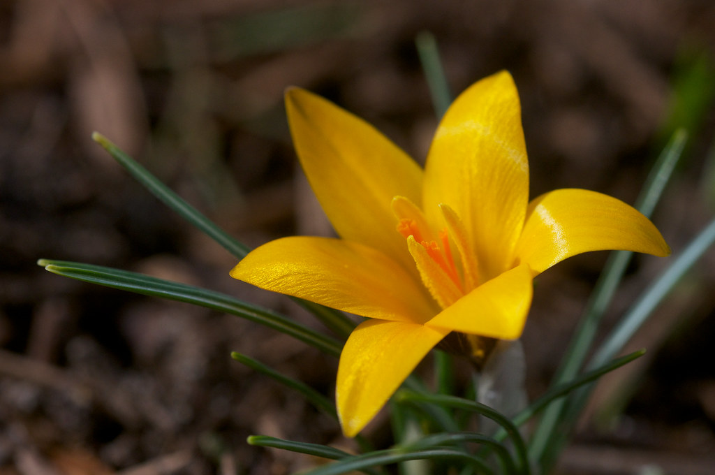 Turkey Crocus, Cloth of Gold Crocus Cloth of Gold