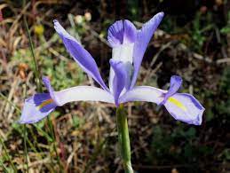 Species Iris, Xiphium Iris, Spanish Iris