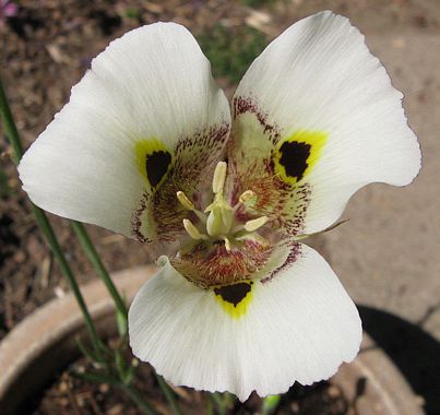 Calochortus Species, Superb Mariposa, Yellow Mariposa Lily