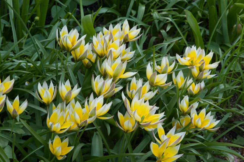 Species Tulip, Botanical Tulip, Sprengers Tulip, Wild Tulip