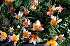 Species Tulip, Waterlily Tulip