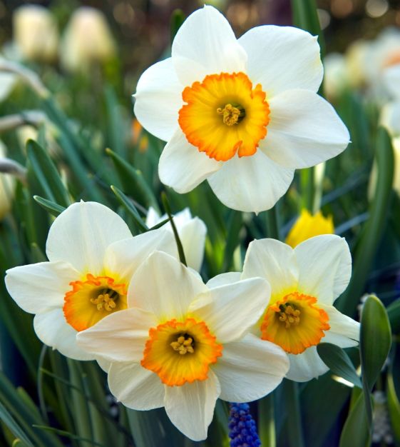 Narcissus